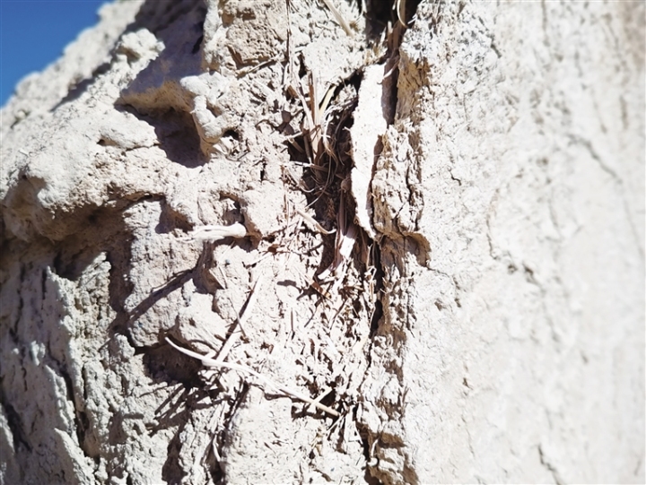 墙泥里掺了麦草的土坯墙。杨蕴伟 摄