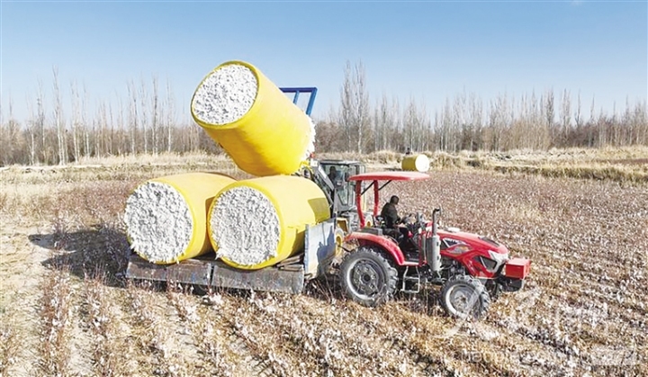   11月19日，在金塔县大庄子镇头墩村，棉农驾驶叉车搬运棉花包，准备销往市场。  曹红祖 摄