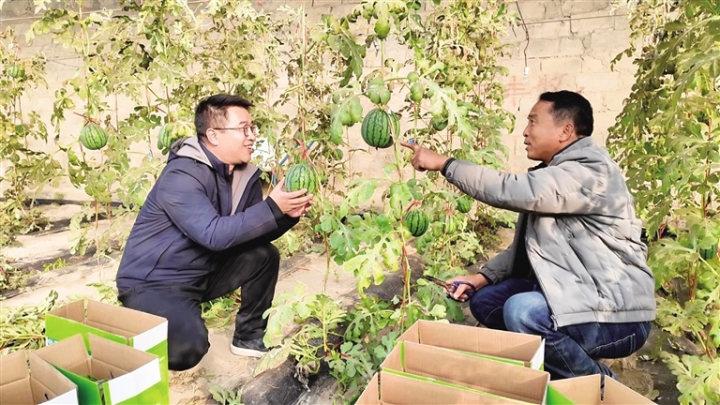     农技人员与种植户一起查看西瓜长势。