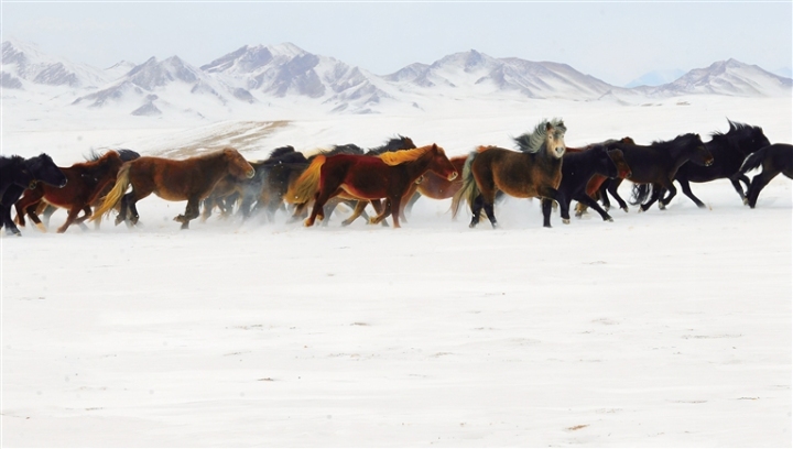     冬日，阿克塞县阿勒腾乡哈尔腾草原冰雪覆盖景色壮美，一群骏马在高原上奔驰。马晓伟 摄